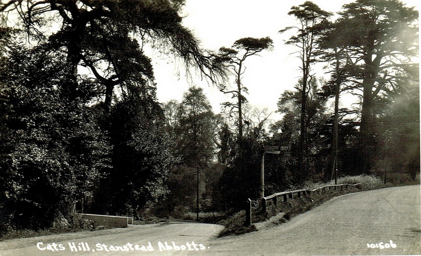 Cats Hill 2