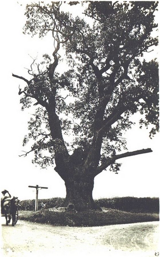 Old Oak