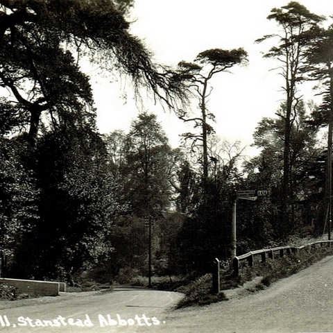 Cats Hill 2