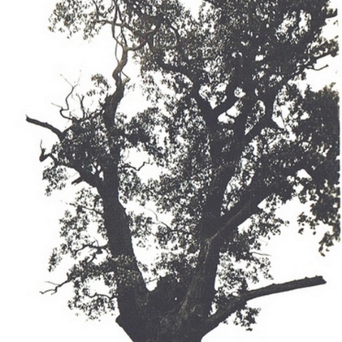 Old Oak