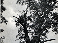 The old oak tree. It used to stand at the top of Cats Hill at the junction of the old road to Harlow. It dissapeared from view with the building of the by pass in 1987. From a postcard by Charles Martin, No: 2131. date unknown.