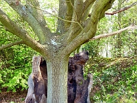 All that's left of the old oak with a new tree growing from the ashes. April 2011