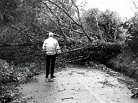 The Great Storm 1987. Damge on the Hunsdon Road. Photo 1987.