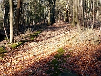 The old Cappell Lane, still visible through the woods on it's way to the railway crossing. Photo December 2012