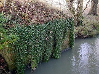 Brick wall that used to support the railway bridge over the River Ash. Photo December 2012