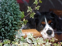 Watch dog keeping an eye on me. Window in the High Street, Jan 2011