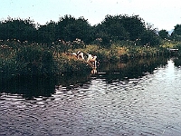The River Lea, Stanstead Abbotts. This was taken before the dredging and banking was done. I suppose it needed doing for flood relief and boating but it was far more picturesque then. Photo 1975.