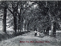 Walnut Tree Walk, Amwellbury. Postcard "Charles Martin". See next pic. Posted 1908.